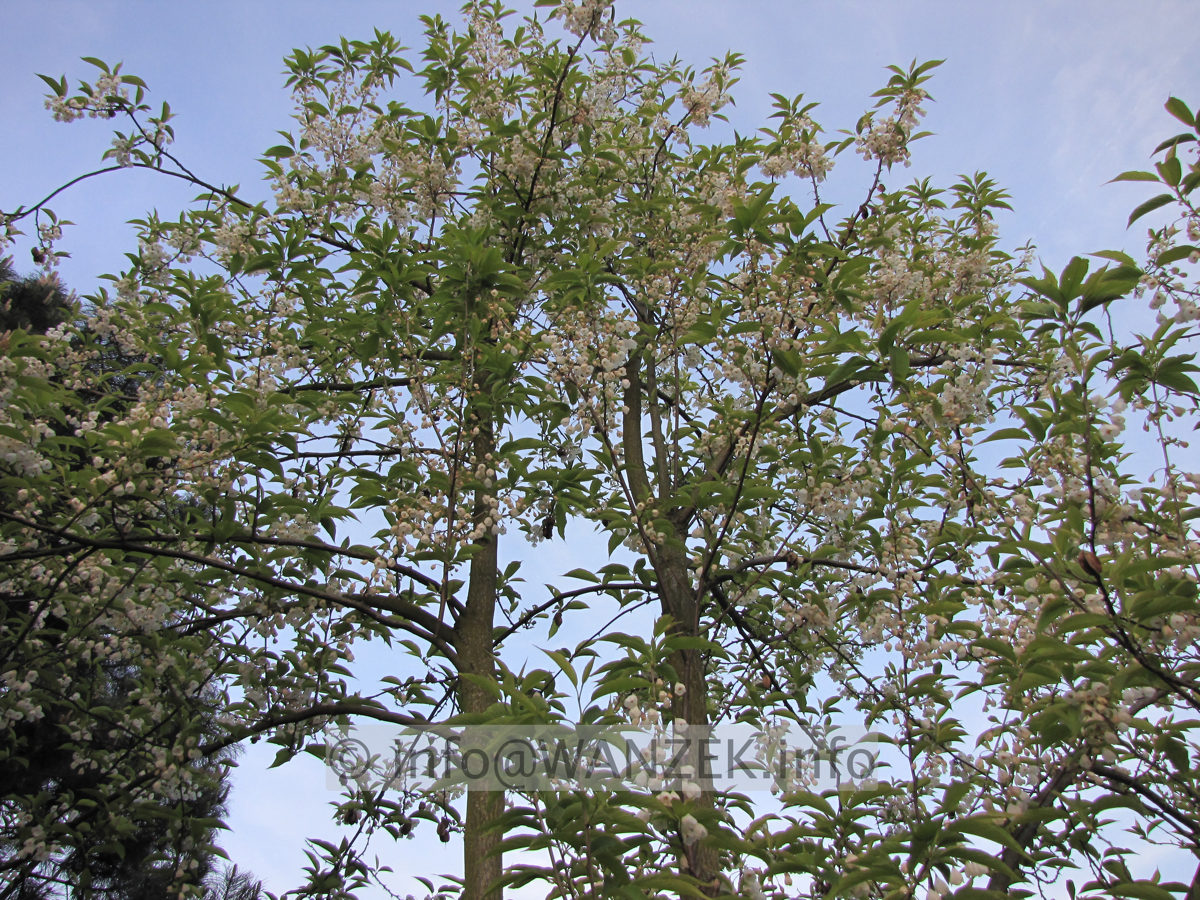 Halesia monticola - Sol in Bluete2.JPG